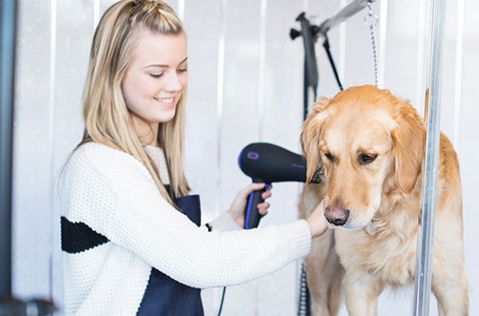 Penn Foster Dog Grooming Penn Foster Dog Grooming