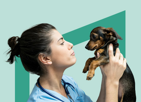 vet tech holding small brown and black puppy on green background.