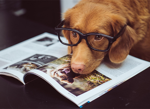 A dog wearing glasses lays its head on an open magazine