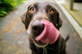 Working as a Veterinary Practice Manager.