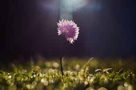 flower in a field