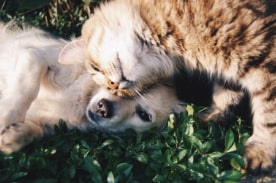 Dog & cat laying down