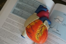model heart on textbook.
