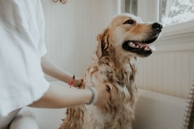 dog getting a bath.
