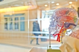 brain model