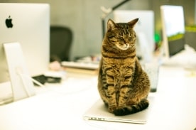 cat sitting on grey laptop.
