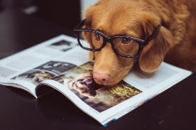 dog wearing glasses resting on textbook