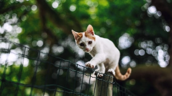 cat on a fence