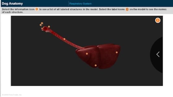 example of interactive vet tech anatomy model.