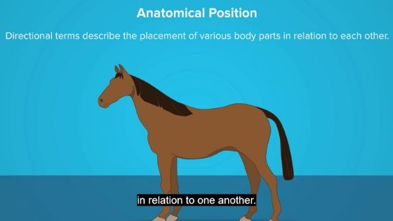 example of horse anatomy interactive model.