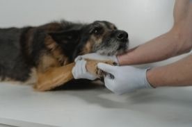 vet tech examining dog.