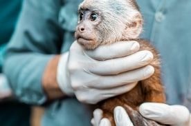 vet tech holding monkey.