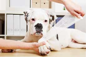 Accredited Veterinary Assistant Program