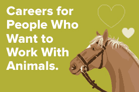 Animal care careers