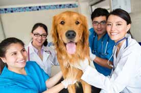The difference between vet tech and vet assistant