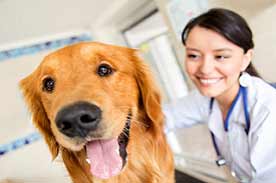 Online veterinary assistant programs