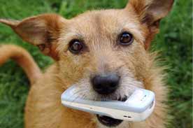 Phone numbers for pet owners