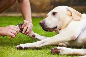 Routine Dog Care At Home Tips