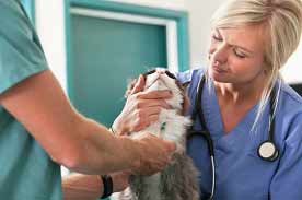 Skills for vet techs