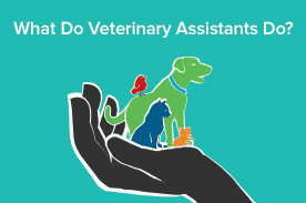 vet assistant responsibilities