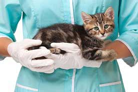 vet tech career paths
