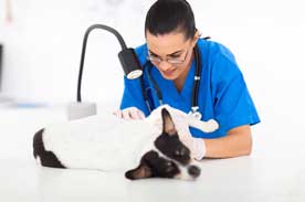 Join the Vet Tech Industry