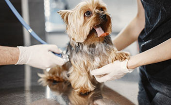 puppy examined by vet technicians.