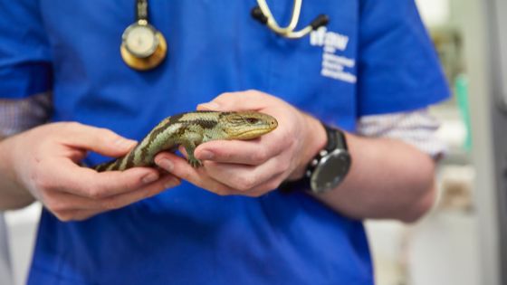 veterinarian holding lizard.