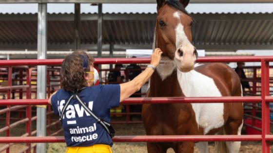 woman petting horse.