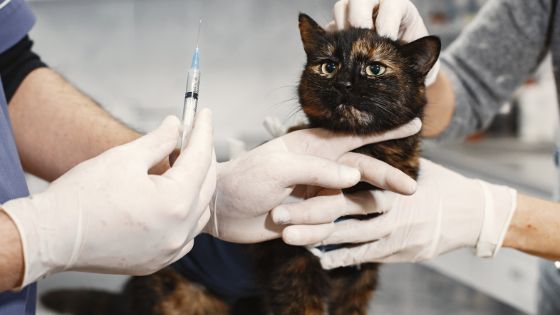 vet tech preparing tortoise shell cat for injection.