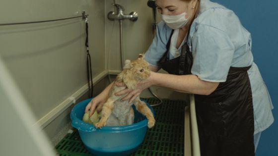 vet assistant bathing cat.