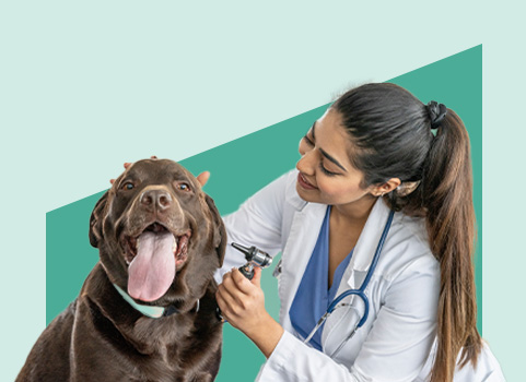 Vet tech with brown dog on green background.