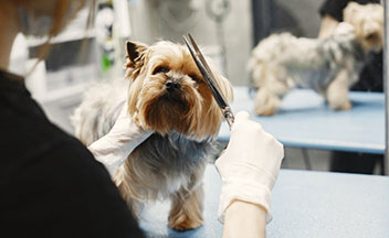 Person grooming small dog, cutting their hair.