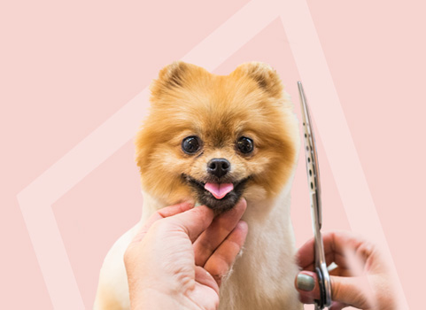 small dog being groomed with shears on pink background.