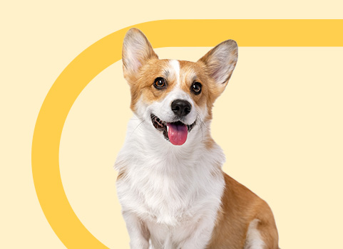 Brown and white dog smiling on yellow background.
