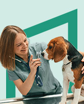 veterinary worker examining a beagle.