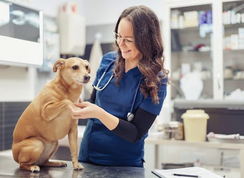 veterinary worker with dog.