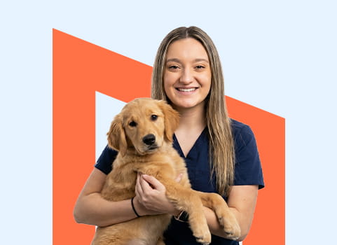 Vet tech in blue scrubs holding puppy.