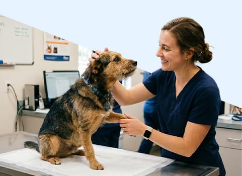 Vet tech in navy scrubs holding small dogs paw on exam table in veterinary clinic.