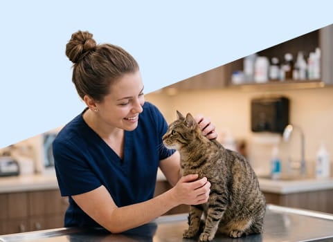 vet worker with tabby cat.