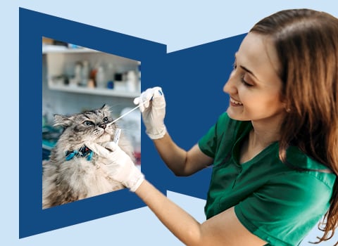 Veterinary technician in green scrubs examining long-haired cat on blue background.