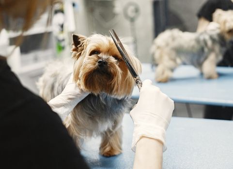 How To Become A Pet Groomer