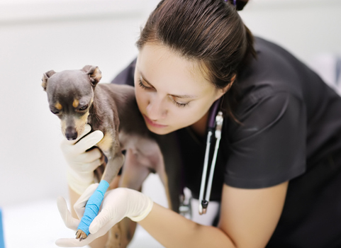 A woman with fair skin and dark hair wears scrubs and holds a small dog whose leg is wrapped 