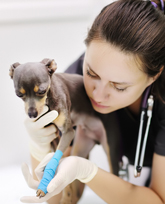 A woman with fair skin and dark hair wears scrubs and holds a small dog whose leg is wrapped 