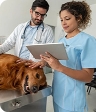 vets with dog.