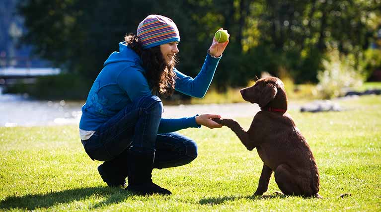 Professionelles Hundetraining