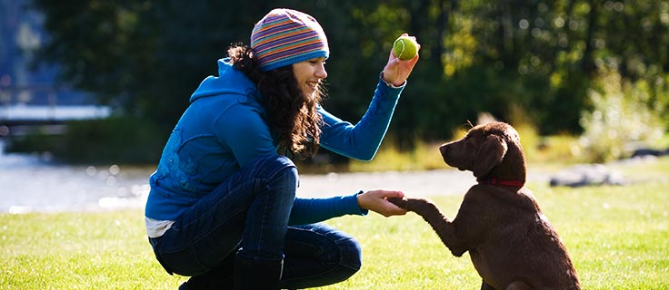 obedience trainer working with puppy.