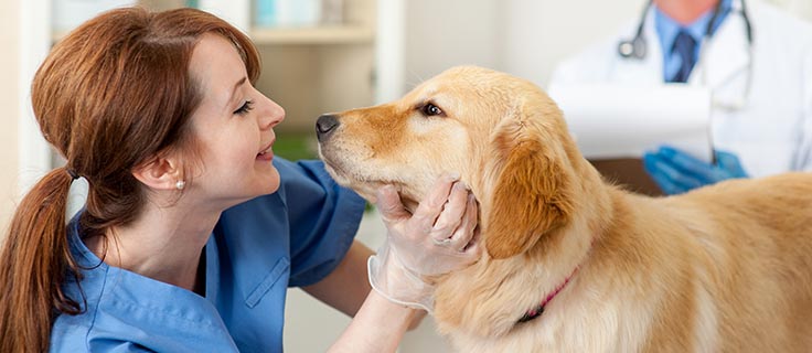 veterinary assistant with a golden retriever.