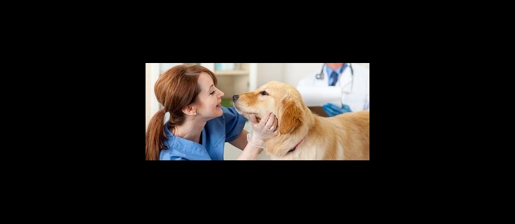 veterinary assistant with a golden retriever.