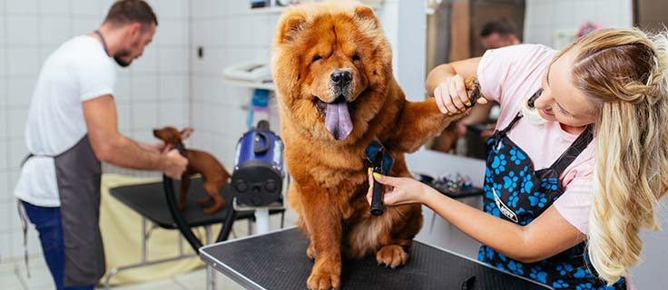 Pet and Dog Grooming School | Penn Foster Pet and Dog Grooming School | Penn Foster